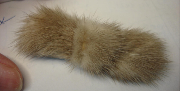 Vintage 1950s Genuine Mink Barrette - Taupe Fur, Silver Metal